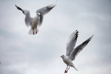 Iran: Mouette, symbole vivant de la ville portuaire de Bandar Anzali