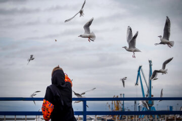 Iran: Mouette, symbole vivant de la ville portuaire de Bandar Anzali