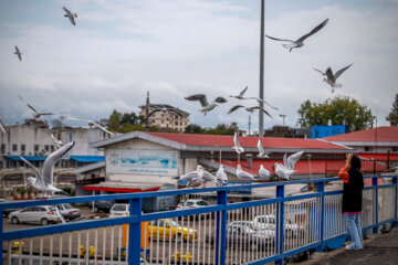 Iran: Mouette, symbole vivant de la ville portuaire de Bandar Anzali