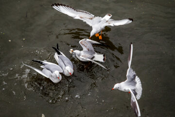 Iran: Mouette, symbole vivant de la ville portuaire de Bandar Anzali