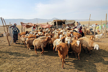 Lancement d'une campagne de vaccination du bétail dans le nord-est de l'Iran