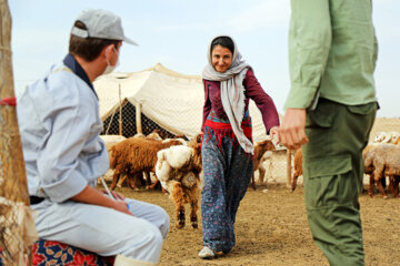 Lancement d'une campagne de vaccination du bétail dans le nord-est de l'Iran