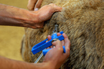 Lancement d'une campagne de vaccination du bétail dans le nord-est de l'Iran