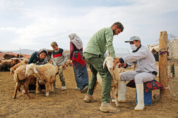 Vacunación de ganados de nómadas en el noreste de Irán