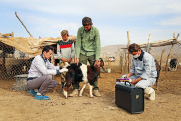 Lancement d'une campagne de vaccination du bétail dans le nord-est de l'Iran