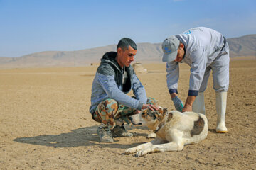 Vacunación de ganados de nómadas en el noreste de Irán