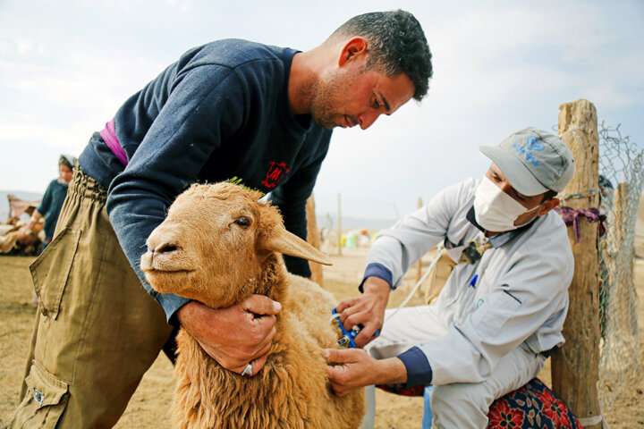 ۴۵ منطقه روستایی خراسان شمالی از خدمات دامپزشکی بهره‌مند شدند