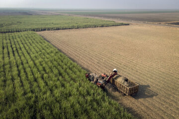 تولیدات کشاورزی خوزستان در دولت سیزدهم ۱۵ درصد افزایش یافت