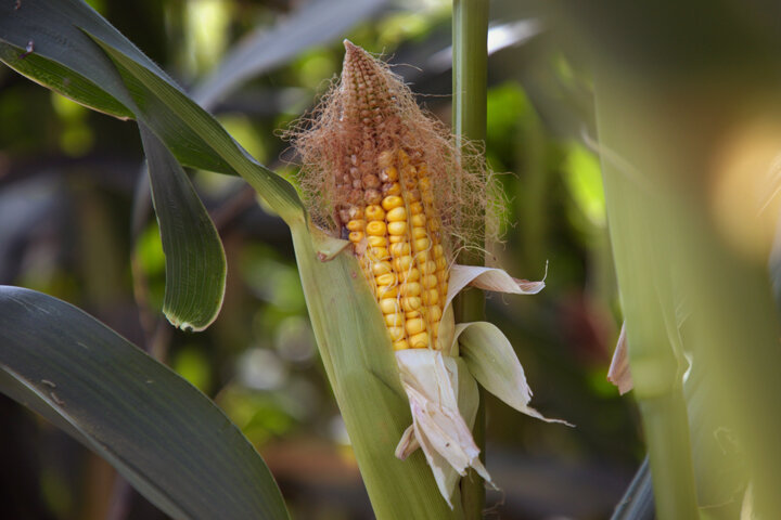 تغییر الگوی کشت، نیاز جدی کشاورزی گلستان برای گذر از بحران کمآبی