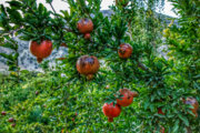 Pomegranate harvest starts in Do Polan village