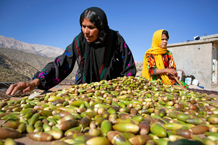 نابودی ۶ هزار درخت بلوط در ازای ۸ کیلومتر جاده