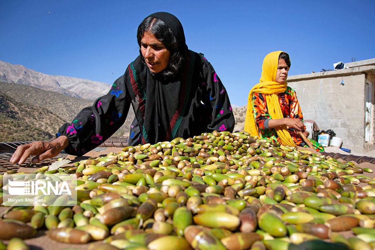 فرآوری بلوط در کهگیلویه وبویراحمد با نگاه تجاری و دارویی در دستور کار است فرآوری بلوط در کهگیلویه وبویراحمد با نگاه تجاری و دارویی در دستور کار است