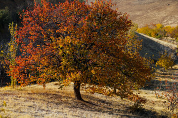 Belleza otoñal en el oeste de Irán