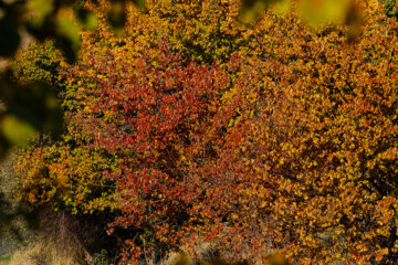 Couleurs d'automne : Sanandaj, dans l’ouest de l’Iran, en image 