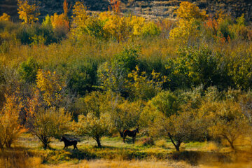 Couleurs d'automne : Sanandaj, dans l’ouest de l’Iran, en image 