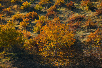 Couleurs d'automne : Sanandaj, dans l’ouest de l’Iran, en image 