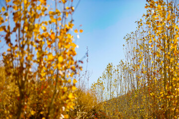 Couleurs d'automne : Sanandaj, dans l’ouest de l’Iran, en image 