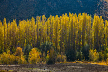 Couleurs d'automne : Sanandaj, dans l’ouest de l’Iran, en image 