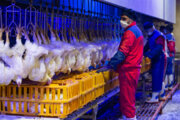روزانه ۱۲۰ تن مرغ گرم در اراک توزیع می‌شود