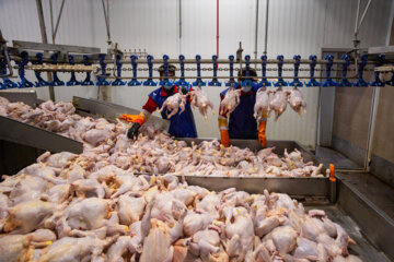 عرضه ۱۹۲ هزار تن گوشت انواع طیور در کشتارگاه‌های رسمی کشور در آبان ۱۴۰۲