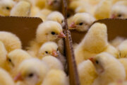 ماهانه نزدیک به ۱۱ میلیون جوجه‌ریزی مرغ گوشتی در گیلان انجام می‌شود