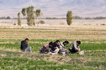 İran’ın Bonab-e Merend şehrinde safran hasat mevsiminin son günlerindeyiz. Merend ilçesi 222 hektar safran tarım arazisi ve yılda 1100 kilogram safran üretimi ile Doğu Azerbaycan eyaletinin ilk sırasında yer alıyor.
