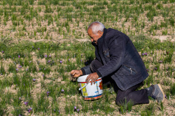 İran’ın Bonab-e Merend şehrinde safran hasat mevsiminin son günlerindeyiz. Merend ilçesi 222 hektar safran tarım arazisi ve yılda 1100 kilogram safran üretimi ile Doğu Azerbaycan eyaletinin ilk sırasında yer alıyor.