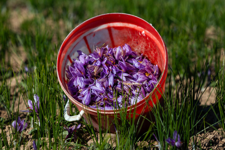 میزگرد ایرنا/ راهکارهایی برای نجات طلای سرخ ایران از مهجوری در بازارهای جهانی - بخش دوم