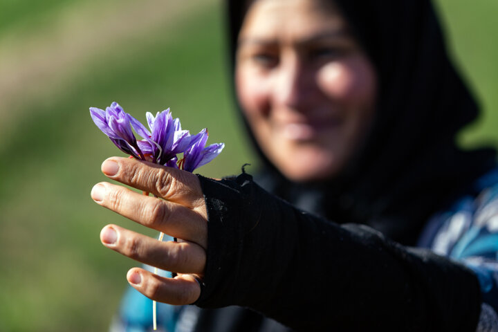 میزگرد ایرنا/ راهکارهایی برای نجات طلای سرخ ایران از مهجوری در بازارهای جهانی - بخش دوم