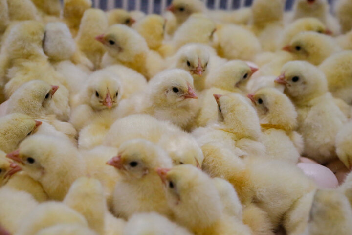 ۱۷ میلیون قطعه جوجه ریزی در زنجان؛ تلاشی برای امنیت غذایی شهروندان