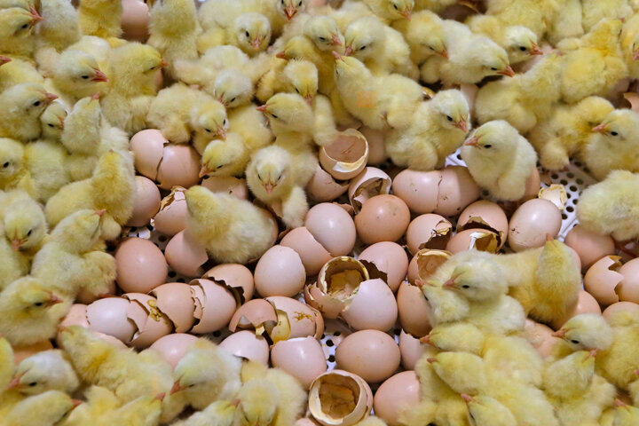 فراوانی مرغ در بازار کرمان و ثبات قیمتها