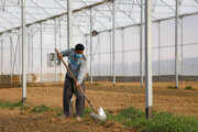معاون وزیر جهادکشاورزی: ۸۰ درصد هزینه‌های ایجاد گلخانه را دولت تامین می‌کند