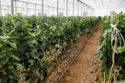 استاندار همدان: استفاده از گلخانه بهره‌وری بخش کشاورزی را ۱۰ برابر می‌کند