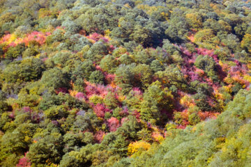 Naturaleza otoñal en el bosque de Noqlebar en el norte de Irán