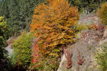 طبیعت پاییزی رودبار گیلان