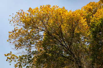 Beauté d'automne à Téhéran