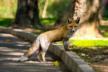 Naturaleza otoñal en Teherán