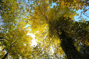 Beauté d'automne à Téhéran