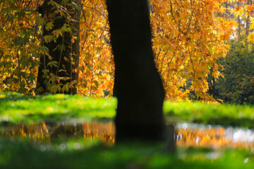 Beauté d'automne à Téhéran