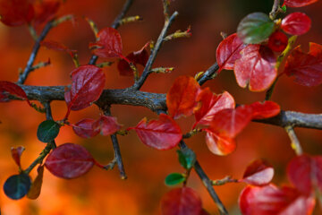 Beauté d'automne à Téhéran