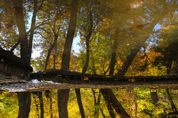 Beauté d'automne à Téhéran