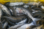 چهار صیاد غیرمجاز ماهی در سد کوثر گچساران دستگیر شد