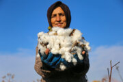 Recolección de algodón en el noreste de Irán
