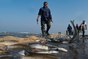 سخاوت دریای خزر با رشد ۳۷ درصدی صید ماهیان استخوانی در گلستان