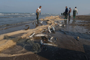 صید ماهیان استخوانی در دریای مازندران ۳۰ درصد افزایش یافت