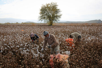 Iran : récolte du coton des champs au Khorasan du nord
