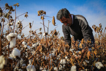 برRecolección de algodón en el noreste de Irán