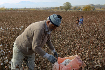 Recolección de algodón en el noreste de Irán