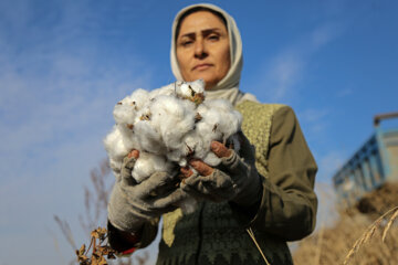Recolección de algodón en el noreste de Irán