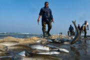 ایرانی شمالی صوبے گیلان کے سواحل میں بونی مچھلی پکڑنے کے مناظر 
